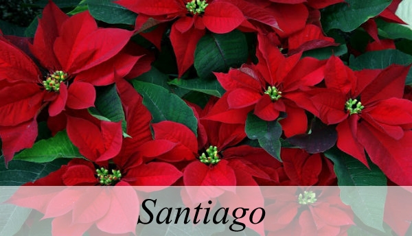 Taller Ho&#039;oponopono Santiago, sábado 10 de Diciembre