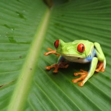 La fabula de las dos ranas